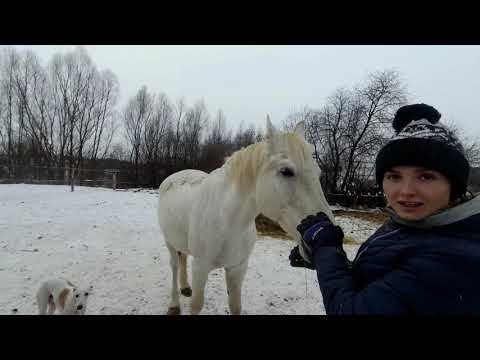 Видео: КУПИЛИ ДОМ В ДЕРЕВНЕ. ЧТО У НАС ЗА  ЛОШАДИ И КАК ОНИ У НАС ПОЯВИЛИСЬ