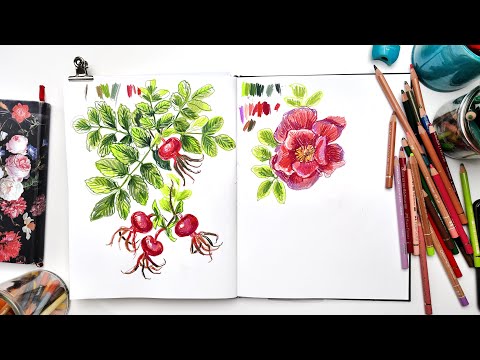 Видео: Рисую шиповник цветными карандашами. Как разрешить себе рисовать #рисование #скетчинг