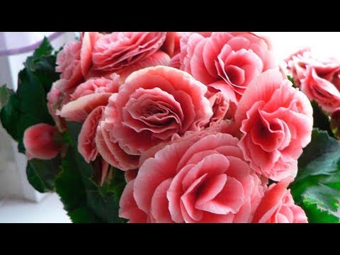 Видео: СЕКРЕТЫ укоренения самой КАПРИЗНОЙ БЕГОНИИ ЭЛАТИОР