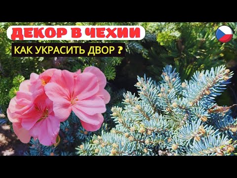 Видео: ГДЕ КУПИТЬ ЦВЕТЫ В ЧЕХИИ для оформление двора и усадьбы? Декоративные растения, цветы и деревья.