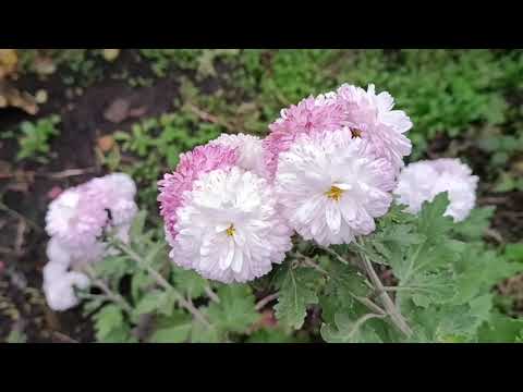 Видео: Показують всі ,але не розповідають ,що далі робити з ними ?//// 