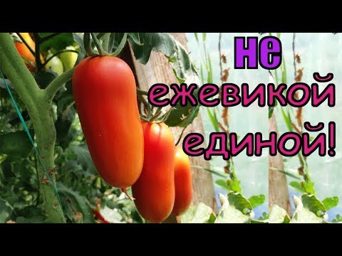 Видео: Что растет у меня в теплице?