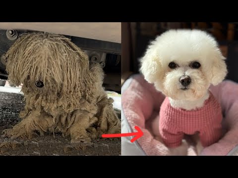 Видео: Рычащая и кусающаяся бездомная собака после спасения превратилась в милого ангела