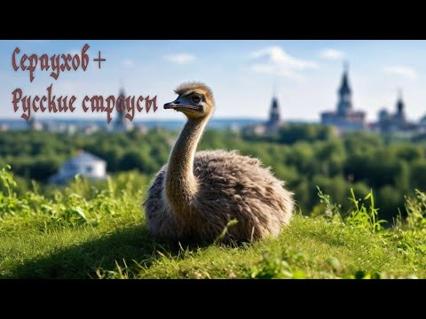 Видео: Серпухов + Русский страус