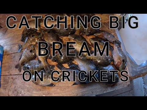 Видео: Ловля крупного леща на сверчков в Мобайле, дельта реки Тенсо