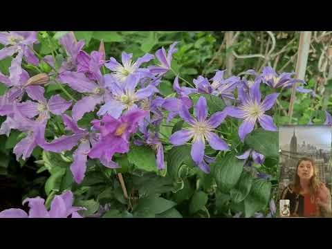 Видео: Всё о Клематисах! Прямой эфир. Отвечаю на вопросы.