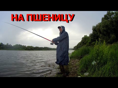 Видео: ТО ЛИВЕНЬ, ТО СОЛНЦЕ. РЫБАЛКА на ПШЕНИЦУ и ГОРОХ на ОКЕ.