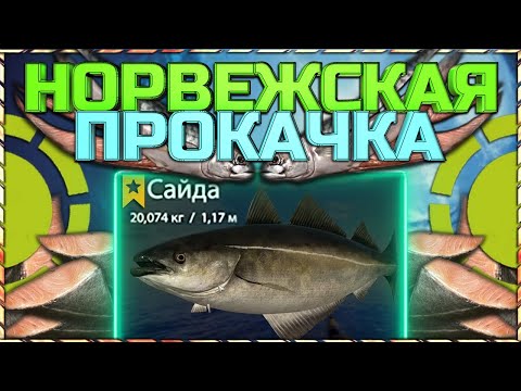Видео: Фарм филе и прокачка МЛО для новичков на Норвежском море в РР4!