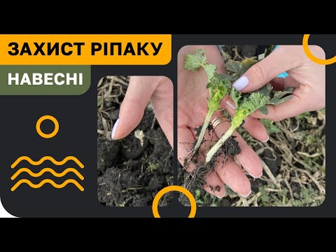 Видео: ЗАХИСТ РІПАКУ ВІД ХВОРОБ,🧬 БУР'ЯНІВ,🌱 ТА ШКІДНИКІВ🦗