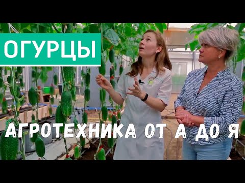 Видео: Выращивание огурцов в теплице. Посев и посадка, уход за огурцами. Технология выращивания огурцов.
