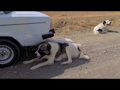 Видео: они в реальности противостоят Волкам!