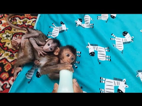 Видео: ЛЕО ОЧЕНЬ ЛЮБИТ ДЕТЕНЫША ОБЕЗЬЯНКИ КОРОЛЕВЫ.