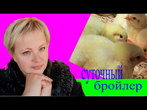 Видео: еще раз про суточного бройлера