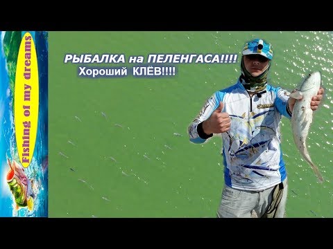 Видео: Рыбалка на пеленгаса!!!Хороший клёв!!!Кирилловка 26.04.2019!!!