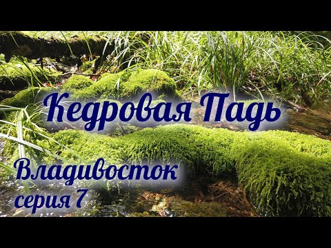 Видео: Заповедник Кедровая Падь ► Владивосток ► Серия 7