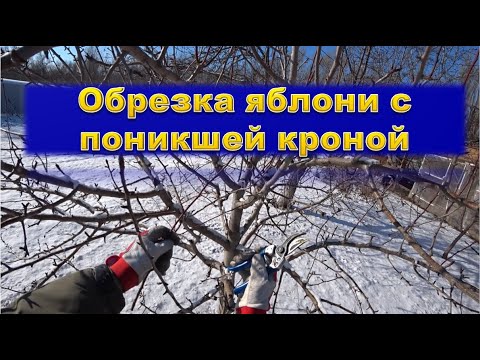 Видео: Поднимаем крону яблони с поникшими ветвями