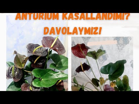 Видео: Антуриум касалландими? Чораси бор! #anturium #bolezni anturiuma #sveti #uxodzasvetami