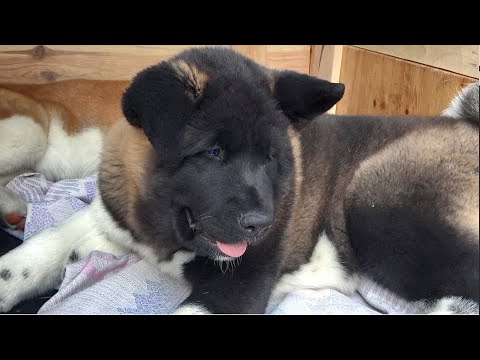 Видео: БАРХАТНЫЙ ЩЕНОК Американской Акиты 3,5 месяца. Продаются Щенки Американской Акиты Кировоград