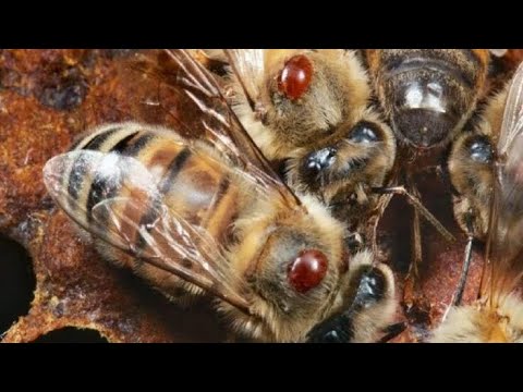 Видео: Борьба с клещом Варроа 🐝