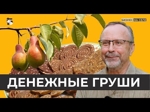 Видео: Фермер из Татарстана посадил самый большой в республике грушевый сад и возродил татарский десерт