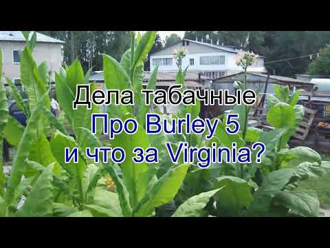 Видео: Про Burley 5 и что за Virginia