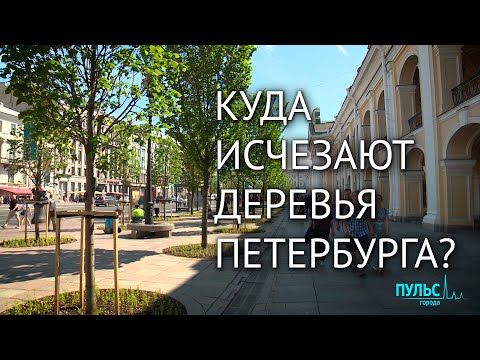 Видео: Зелёный Петербург. Когда деревья будут большими?