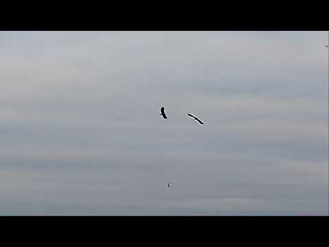 Видео: 9 ноября 2025 г.