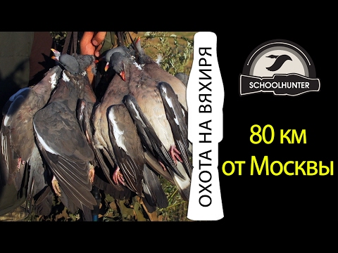 Видео: Охота на вяхиря 80км от Москвы