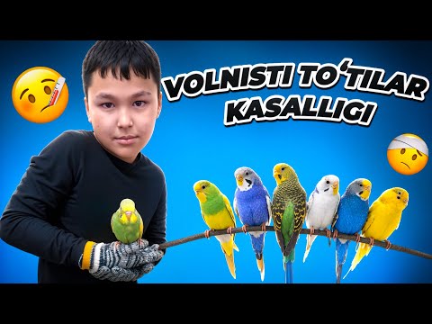 Видео: Волнистый тутиларда куп учрайдиган касаллик.
