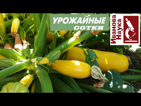 Видео: Хотите много вкусных кабачков и тыкв? Хотите! Ведь вы спрашивали об этом. Ответы прямо здесь.