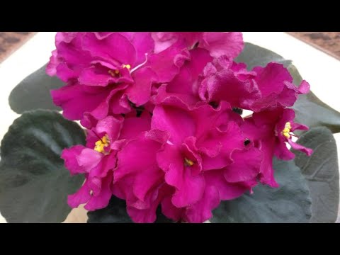 Видео: Фиалки, чтобы цвели!