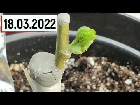 Видео: прививка шелковицы на столе результат