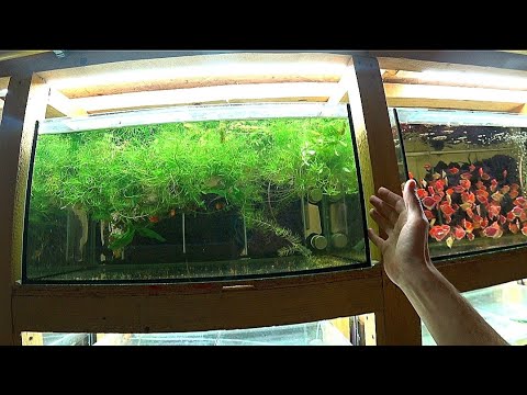 Видео: Инфузория вредитель атакует уже общую стойку