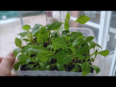 Видео: Многогодишни цветя от семена – лесно и икономично