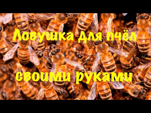 Видео: Изготовление ловушек для пчёл/ установка ловушек