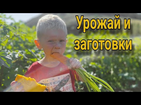Видео: Наш сельский день 🌾 Потоп на Алтае, уборка урожая и заготовки на зиму