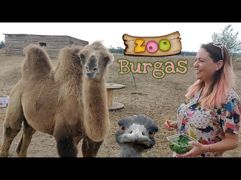 Видео: Зоопарк Бургас 🐫🦚🦝