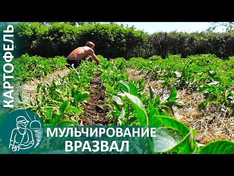 Видео: 🥔 Посадка картофеля 🌿 Мульчирование вразвал и подкормка по технологии Гордеевых