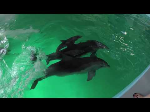 Видео: РОЖДЕНИЕ ДЕЛЬФИНА. 2 ДЕЛЬФИНЕНКА !