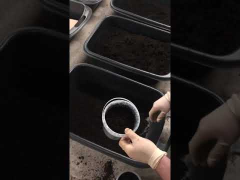 Видео: Заселение коконов