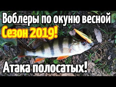 Видео: ВОБЛЕРЫ ДЛЯ ЛОВЛИ ОКУНЯ ВЕСНОЙ РЫБАЛКА 2019