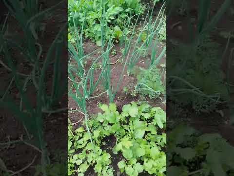 Видео: Красный Завод