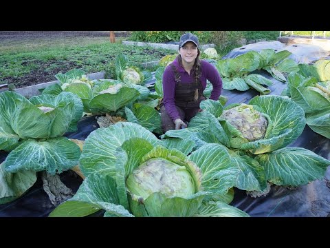 Видео: Посадка чеснока и сбор огромных кочанов капусты | Осеннее садоводство на Аляске