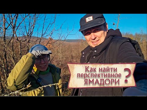 Видео: Как найти перспективное ямадори? @Studio.Bonsai