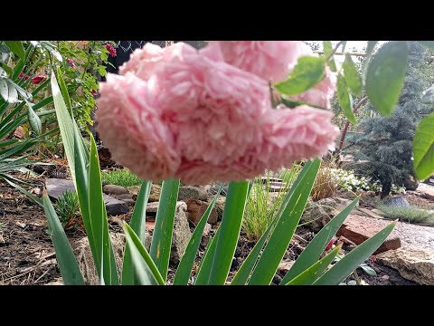 Видео: Справи садові у вересні🧑‍🌾 Пересадка, поділ рослин🌱🌿🌸🌹🇺🇦