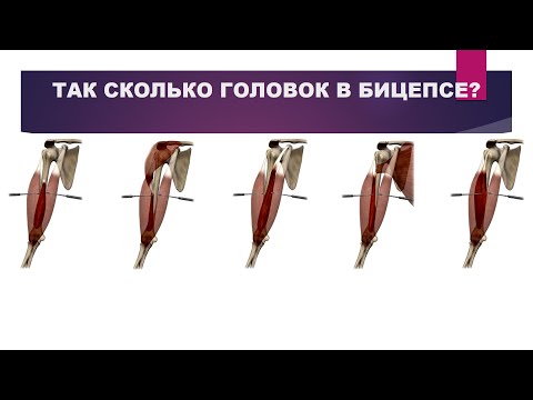 Видео: ТАК СКОЛЬКО ГОЛОВОК В БИЦЕПСЕ?