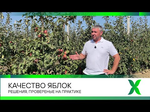 Видео: Качество яблок / Решения, проверенные на практике