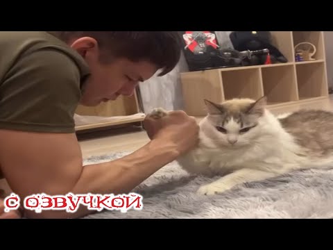 Видео: Кот против человека! Кто ПОБЕДИТ? Приколы с котами! С ОЗВУЧКОЙ! САМЫЕ СМЕШНЫЕ ЖИВОТНЫЕ!