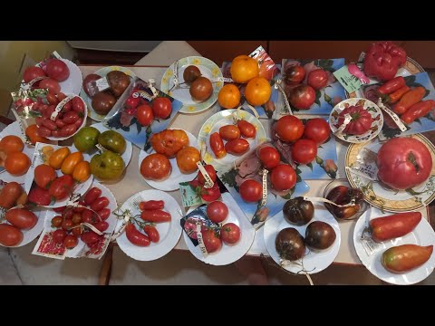 Видео: 28 З 60 ВІДІБРАЛА НА НАСТУПНИЙ РІК. ОГЛЯД ТОМАТІВ 2025 Р 