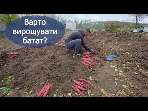 Видео: Купили хату в селі: Викопую батат. Мій урожай і досвід вирощування вперше